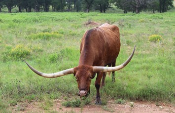 Austin East KOA Holiday Photo