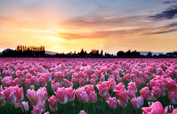 Burlington / Anacortes KOA Holiday Photo