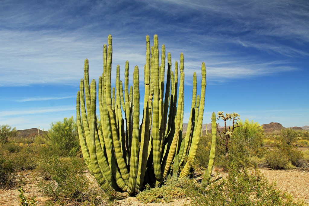 Large Organ Pipe cactus and blue sky copy space in Organ Pipe Cactus National Monument in Ajo, Arizona, USA including a large assortment of desert plants, which is a short drive west of Tucson.